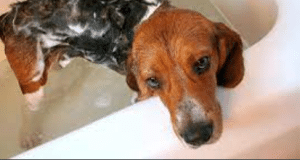 Ways To Pet-Proof Your Plumbing Allied Gardens San Diego
